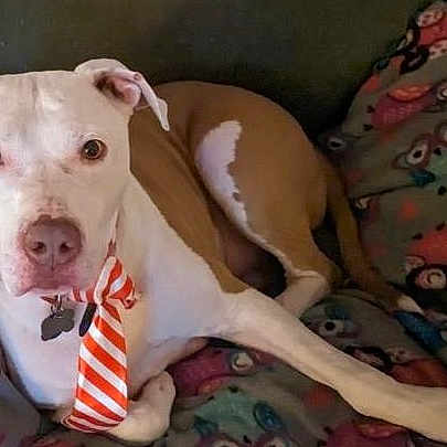 Blue is registered to the contest to win money with this photo: dog, canine, pet, tie, blanket, owl_pattern, relaxed, indoor, couch, brown_and_white, animal, companion, resting, looking_at_camera, cute, domestic_animal, fur, ears, paw, snout