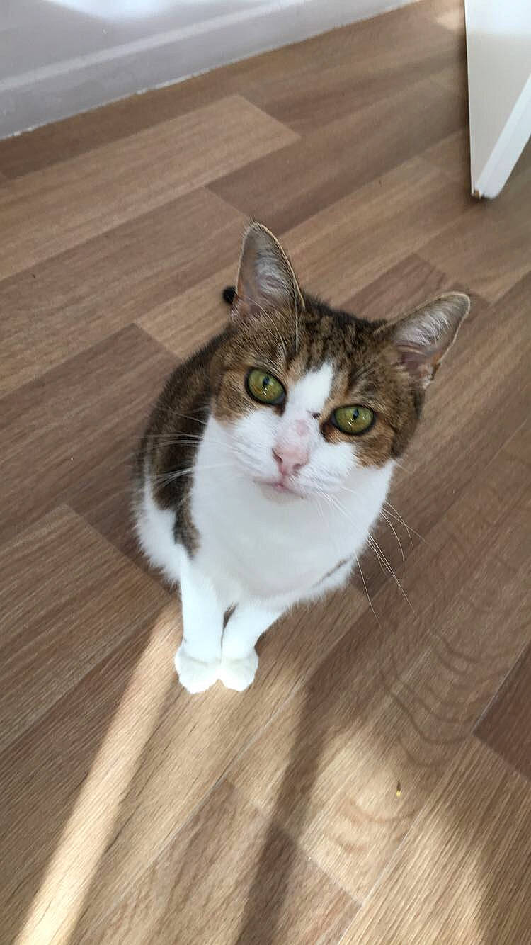 Chloé participe au concours pour gagner de l'argent avec cette photo : carnivore, cat, comfort, domestic_short_haired_cat, felidae, floor, flooring, foot, fur, hardwood, laminate_flooring, leg, plank, small_to_medium_sized_cats, tail, vertebrate, whiskers, wood, wood_flooring, wood_stain