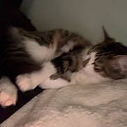 Joe joined the competition — help win amazing prizes! cat, feline, pet, animal, sleeping, lying_down, blurred, indoor, blanket, soft, cozy, fur, paws, resting, domestic, whiskers, tabby, white, brown, relaxation