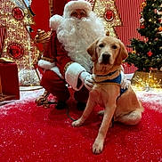 Artax a rejoint le concours — aidez-le/la à gagner de superbes lots ! santa_claus, dog, golden_retriever, christmas, holiday, festive, red_carpet, fake_snow, decorations, christmas_tree, lights, ornaments, indoor, kneeling, beard, glasses, costume, pet, animal, celebration