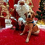santa_claus, dog, golden_retriever, christmas, holiday, festive, red_carpet, fake_snow, decorations, christmas_tree, lights, ornaments, indoor, kneeling, beard, glasses, costume, pet, animal, celebration
