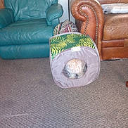 Dutchess joined the competition — help win amazing prizes! armrest, carnivore, chair, club_chair, comfort, companion_dog, couch, dog, floor, flooring, furniture, futon_pad, grass, hardwood, living_room, rectangle, room, sofa_bed, studio_couch, wood