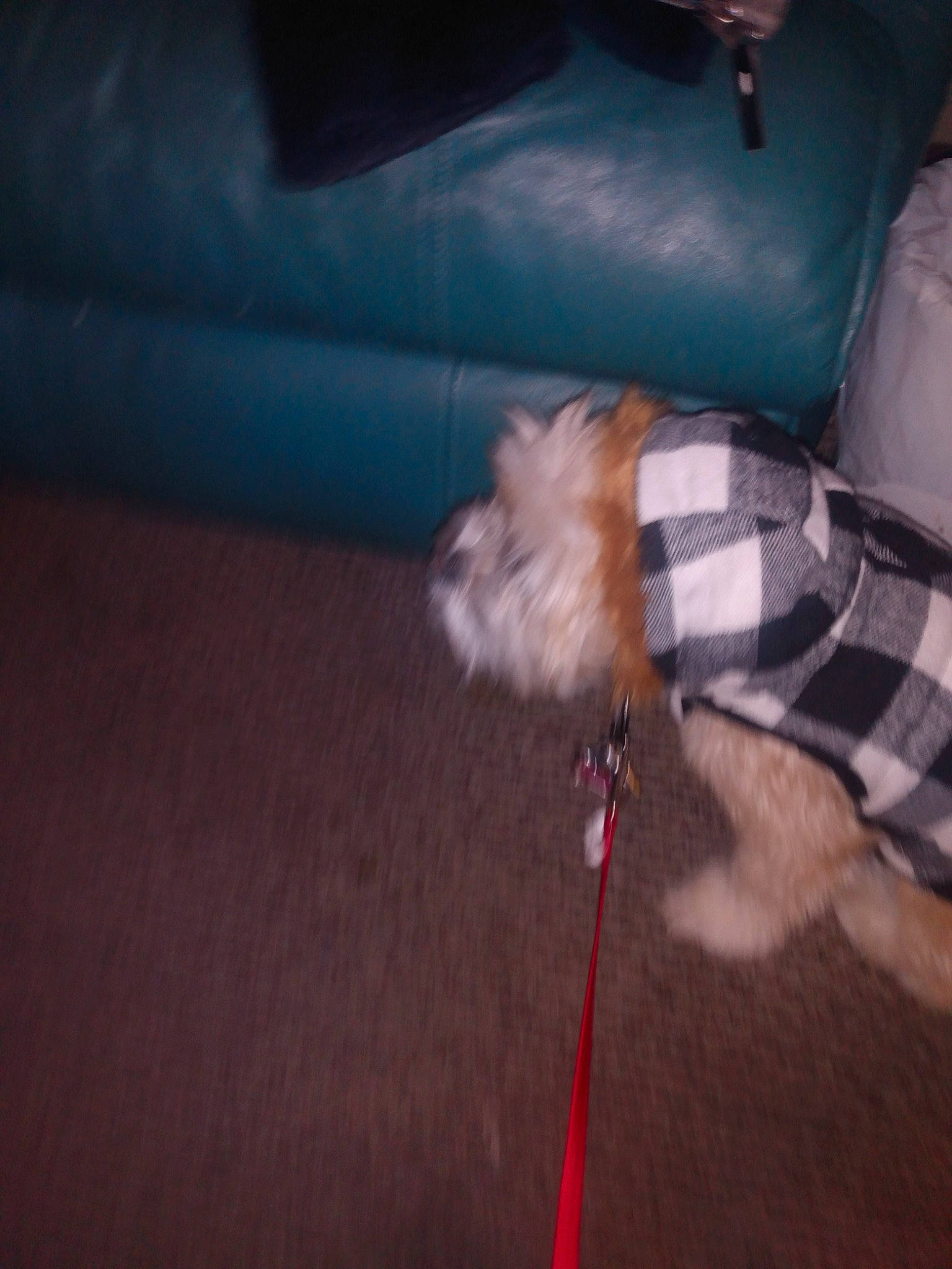 Dutchess joined the competition — help win amazing prizes! canidae, carnivore, comfort, companion_dog, dog, dog_breed, electric_blue, felidae, floor, flooring, fun, fur, hardwood, human_leg, pattern, room, sporting_group, tail, tartan, wood