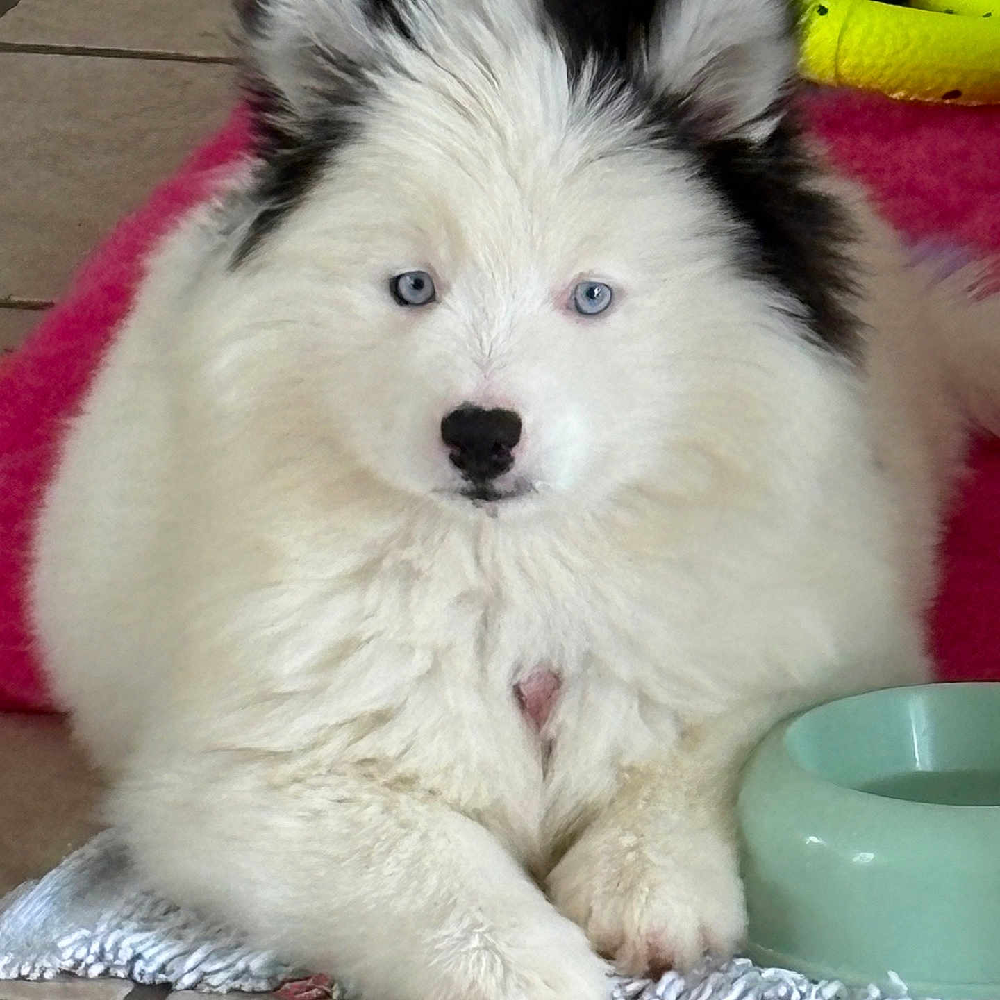 Bianca a rejoint le concours — aidez-le/la à gagner de superbes lots ! puppy, dog, blue_eyes, fluffy, white_fur, black_ears, indoor, tiled_floor, water_bowl, blanket, pet, cute, young_dog, animal, domestic_animal, lying_down, front_paws, looking_at_camera, floor_mat, household