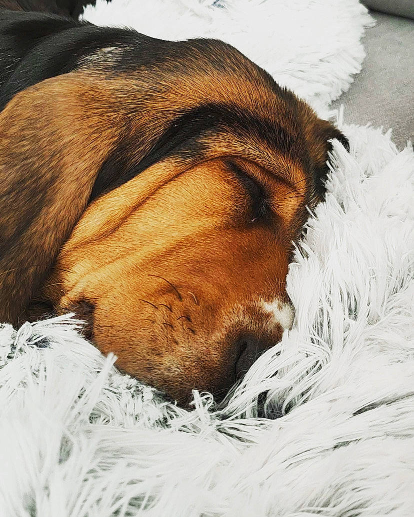 Super Roméo participe au concours pour gagner de l'argent avec cette photo : canidae, carnivore, claw, collar, comfort, companion_dog, dog, dog_breed, ear, eyelash, fawn, felidae, liver, snout, sporting_group, tail, terrestrial_animal, textile, whiskers, working_animal