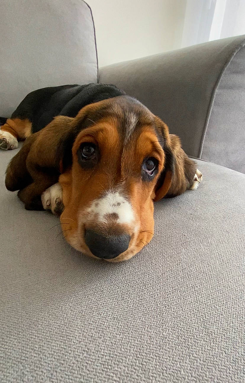 Super Roméo a rejoint le concours — aidez-le/la à gagner de superbes lots ! basset_hound, beagle, beagle_harrier, canidae, carnivore, comfort, companion_dog, dog, dog_breed, finnish_hound, hound, hunting_dog, liver, scent_hound, snout, sporting_group, terrestrial_animal, whiskers, wood, working_animal