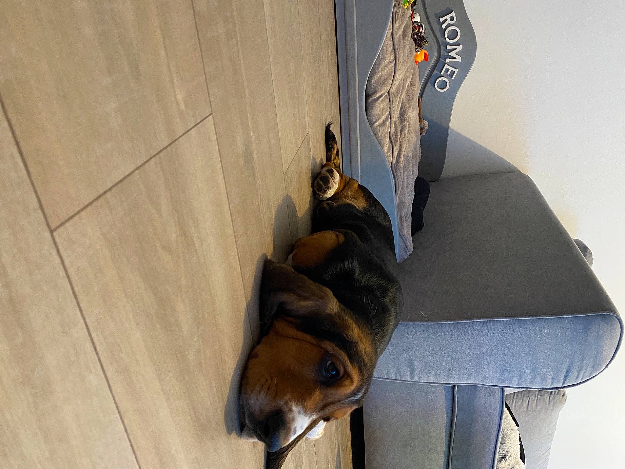 Super Roméo a rejoint le concours — aidez-le/la à gagner de superbes lots ! bag, carnivore, chair, comfort, companion_dog, dog, dog_breed, fashion_accessory, fawn, felidae, flooring, hardwood, pet_supply, plywood, room, small_to_medium_sized_cats, table, tail, wood, wood_stain