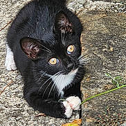 Sylvester joined the competition — help win amazing prizes! animal, black_and_white, cat, closeup, curious, fur, green, ground, kitten, nature, outdoor, pavement, paw, pet, plant, small, stone, whiskers, yellow_eyes, young_cat