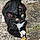 Sylvester