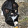 Sylvester