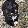 animal, black_and_white, cat, closeup, curious, fur, green, ground, kitten, nature, outdoor, pavement, paw, pet, plant, small, stone, whiskers, yellow_eyes, young_cat
