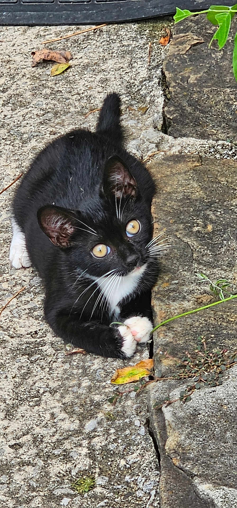 Sylvester