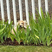 Logan is registered to the contest to win money with this photo: animal, backyard, bush, canine, daytime, dog, fence, flora, fur, garden, grass, greenery, leaf, nature, outdoor, peaceful, pet, plants, relaxing, sunlight