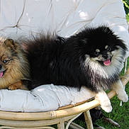 Roméo participe au concours pour gagner de l'argent avec cette photo : dog, pomeranian, fluffy, pet, animal, outdoor, grass, chair, cushion, tongue_out, happy, relaxed, sunlight, two_dogs, brown_dog, black_dog, small_dog, fur, nature, summer
