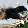 dog, pomeranian, fluffy, pet, animal, outdoor, grass, chair, cushion, tongue_out, happy, relaxed, sunlight, two_dogs, brown_dog, black_dog, small_dog, fur, nature, summer
