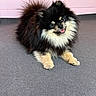 Roméo a rejoint le concours — aidez-le/la à gagner de superbes lots ! dog, pomeranian, fluffy, black, tan, carpet, indoor, pet, cute, tongue_out, smiling, fur, small_dog, animal, domestic_animal, portrait, lying_down, pink_wall, happy, friendly