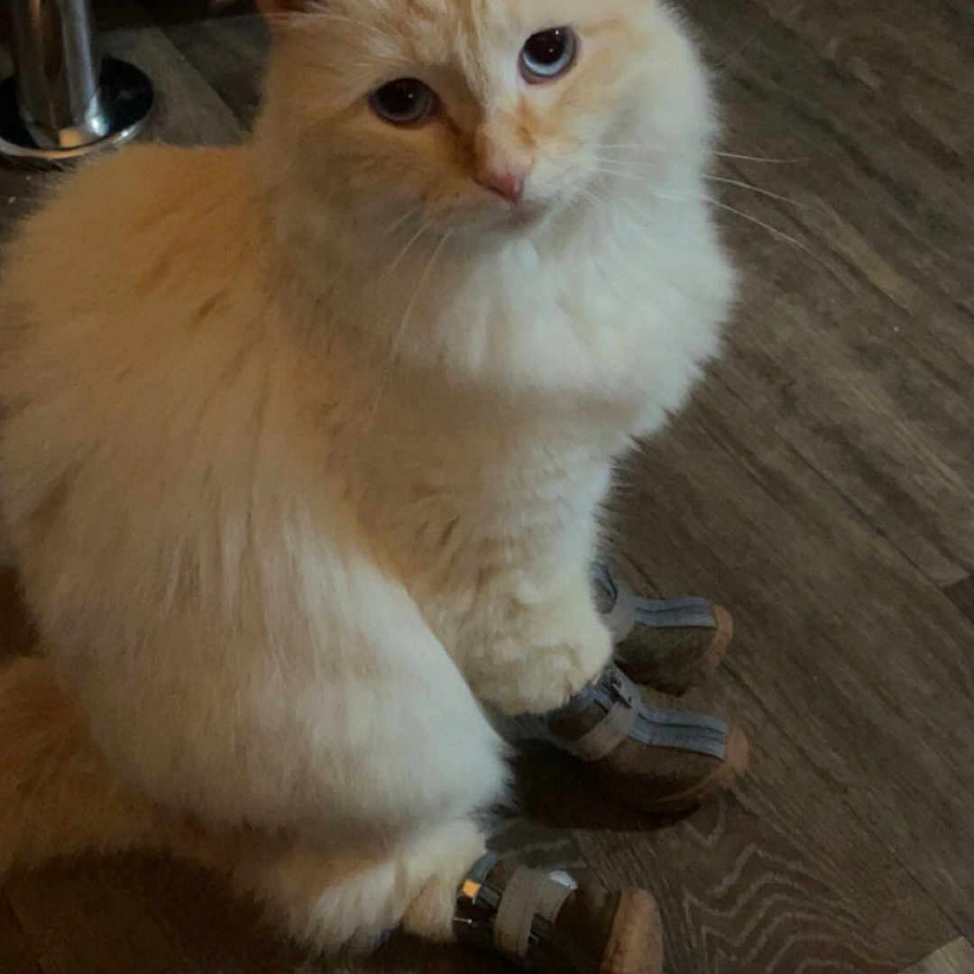 Buddy is registered to the contest to win money with this photo: animal, boots, cat, chair, cream_colored, curious, cushion, cute, domestic, feline, floor, fluffy, furniture, indoor, looking_up, paws, pet, sitting, tiny_boots, wooden_floor