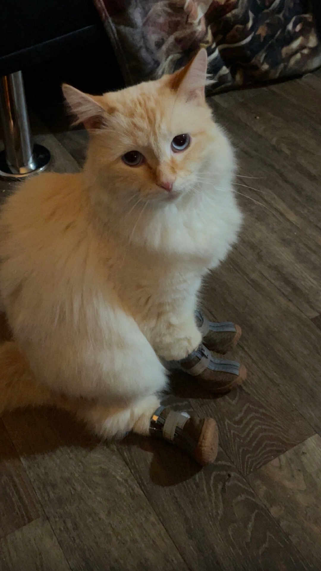 Buddy is registered to the contest to win money with this photo: cat, fluffy, cream_colored, boots, pet, indoor, wooden_floor, curious, paws, feline, animal, domestic, cute, sitting, looking_up, furniture, chair, cushion, floor, tiny_boots
