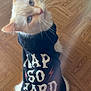 Buddy is registered to the contest to win money with this photo: cat, cat_clothing, hoodie, text, indoor, wooden_floor, pet, fluffy, cream_colored, sitting, looking_up, blue_eyes, curious, animal, cute, casual, cozy, attitude, clothing, apparel