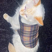 Buddy joined the competition — help win amazing prizes! cat, white_cat, fluffy, bandana, plaid, pet, animal, fur, tail, ears, lying_down, cozy, indoor, curious, domestic_animal, cute, feline, soft, resting, texture