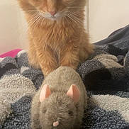 Baxter is registered to the contest to win money with this photo: cat, orange_cat, toy_mouse, blanket, furry, pet, indoor, curious, soft_texture, cute, animal, whiskers, ears, paws, closeup, domestic_cat, feline, resting, cozy, companion