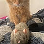 cat, orange_cat, toy_mouse, blanket, furry, pet, indoor, curious, soft_texture, cute, animal, whiskers, ears, paws, closeup, domestic_cat, feline, resting, cozy, companion