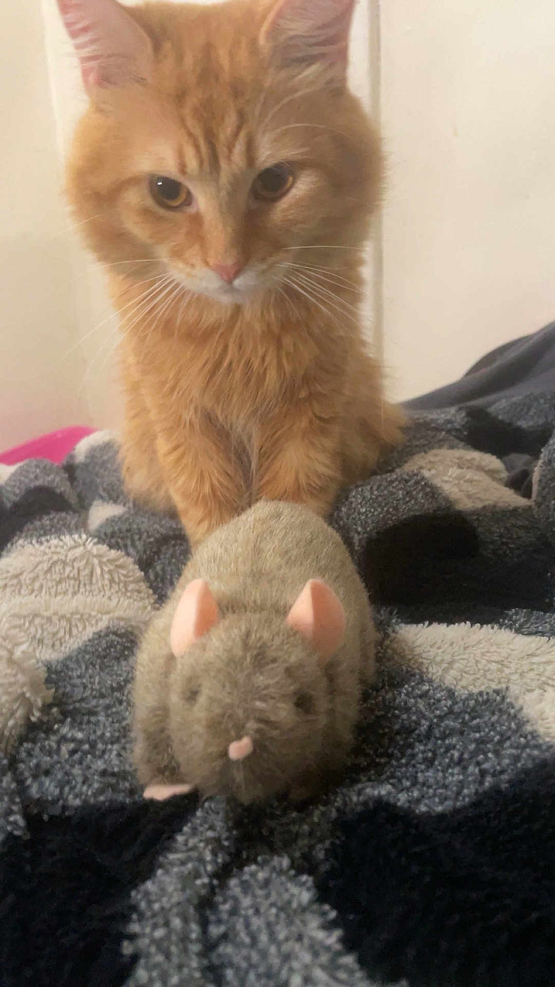 Baxter is registered to the contest to win money with this photo: cat, orange_cat, toy_mouse, blanket, furry, pet, indoor, curious, soft_texture, cute, animal, whiskers, ears, paws, closeup, domestic_cat, feline, resting, cozy, companion