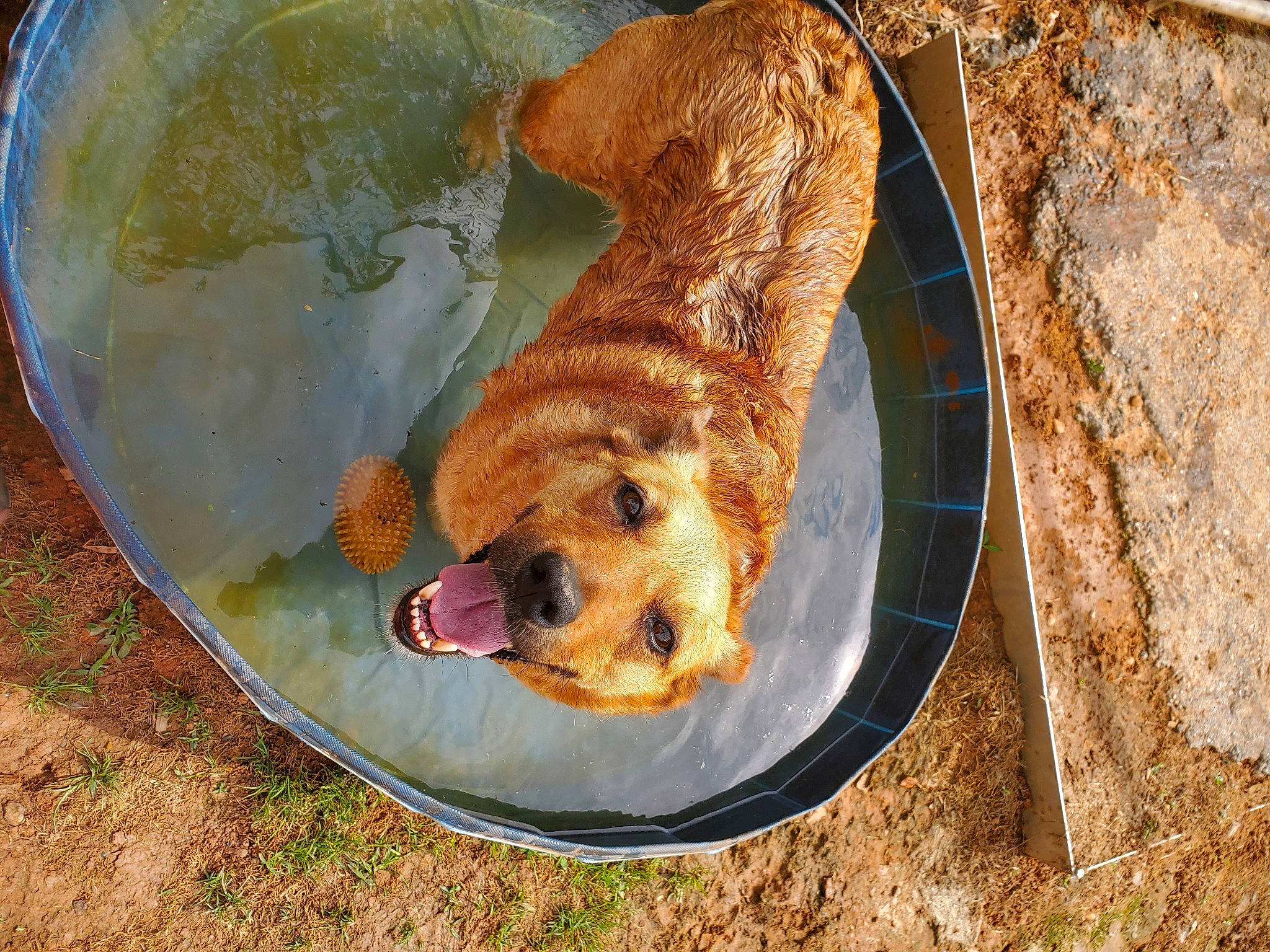 Ammo joined the competition — help win amazing prizes! art, canidae, carnivore, circle, companion_dog, dog, dog_breed, dog_supply, fawn, felidae, fur, grass, pet_supply, retriever, sporting_group, street_dog, tail, terrestrial_animal, wood, working_animal