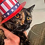 Pickles is registered to the contest to win money with this photo: cat, tortoiseshell_cat, pet, close_up, hat, patriotic_hat, stars_and_stripes, yellow_eyes, whiskers, paw, human_hand, indoor, portrait, fur, cute, gaze, muzzle, ears, holding, american_theme