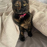 Pickles is registered to the contest to win money with this photo: cat, tortoiseshell_cat, pet, collar, bell, blanket, bed, bedding, cozy, whiskers, ears, yellow_eyes, closeup, portrait, indoor, feline, fur, paws, domestic, relaxed