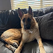 Rooby Roo is registered to the contest to win money with this photo: dog, german_shepherd, pet, couch, leather_sofa, pillow, window_blinds, indoor, portrait, ears_up, paws, fur, collar, dog_tag, looking_at_camera, relaxed, living_room, sunlight, shadow, cozy