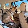 dog, german_shepherd, pet, car_interior, back_seat, window, leather_seat, collar, looking_out, trees, sky, sunlight, blanket, tail, paw, seatbelt, travel, passenger, road_trip, canine