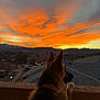 dog, german_shepherd, sunset, sky, clouds, silhouette, rooftop, balcony, mountains, paws, collar, neighborhood, houses, car, twilight, evening, horizon, scenic, backyard, contemplative
