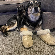 Samuel joined the competition — help win amazing prizes! dog, cat, slippers, couch, carpet, living_room, pet, cozy, fur, paws, sitting, relaxed, gray_cat, black_dog, indoor, furniture, blanket, cushion, portrait, animal