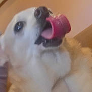 Emmy is registered to the contest to win money with this photo: animal, black_markings, blurry, canine, close_up, cute, dog, home, indoors, pet, photography, pink_toy, playful, portrait, puppy, sitting, soft_focus, tongue, warm_lighting, white_dog