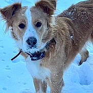 Teddy is registered to the contest to win money with this photo: alert, animal, brown, canine, cold, collar, daylight, dog, fur, mammal, nature, outdoor, pet, playful, portrait, snow, snowflakes, standing, white, winter