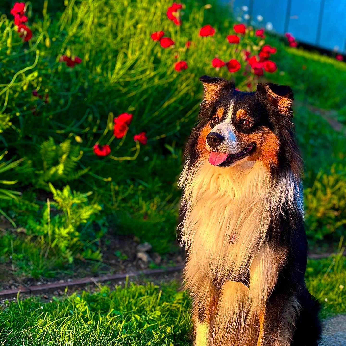 Snow a rejoint le concours — aidez-le/la à gagner de superbes lots ! animal, canine, collie, dog, field, flower, geranium, grass, grassland, herbal, herbs, lawn, nature, outdoors, pet, petal, plant, pottedplant, puppy, vegetation
