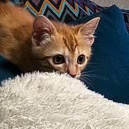 Nala a rejoint le concours — aidez-le/la à gagner de superbes lots ! kitten, cat, orange_cat, curious, wide_eyes, fluffy_blanket, textured_pillow, blue_cushion, indoor, pet, feline, close_up, resting, cozy, whiskers, soft_texture, young_cat, domestic_cat, cute, animal