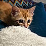 kitten, cat, orange_cat, curious, wide_eyes, fluffy_blanket, textured_pillow, blue_cushion, indoor, pet, feline, close_up, resting, cozy, whiskers, soft_texture, young_cat, domestic_cat, cute, animal