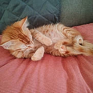 Nala participe au concours pour gagner de l'argent avec cette photo : animal, blanket, cat, closeup, cozy, cute, feline, fur, indoor, kitten, orange_tabby, paw, pet, quilted_cushion, relaxing, resting, sleeping, small, soft_texture, whiskers