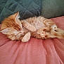 animal, blanket, cat, closeup, cozy, cute, feline, fur, indoor, kitten, orange_tabby, paw, pet, quilted_cushion, relaxing, resting, sleeping, small, soft_texture, whiskers