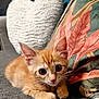 Nala participe au concours pour gagner de l'argent avec cette photo : kitten, cat, orange_cat, pet, cute, animal, feline, young_animal, indoor, couch, pillow, heart_shaped_pillow, decorative_pillow, cozy, resting, whiskers, ears, fur, close_up, curious