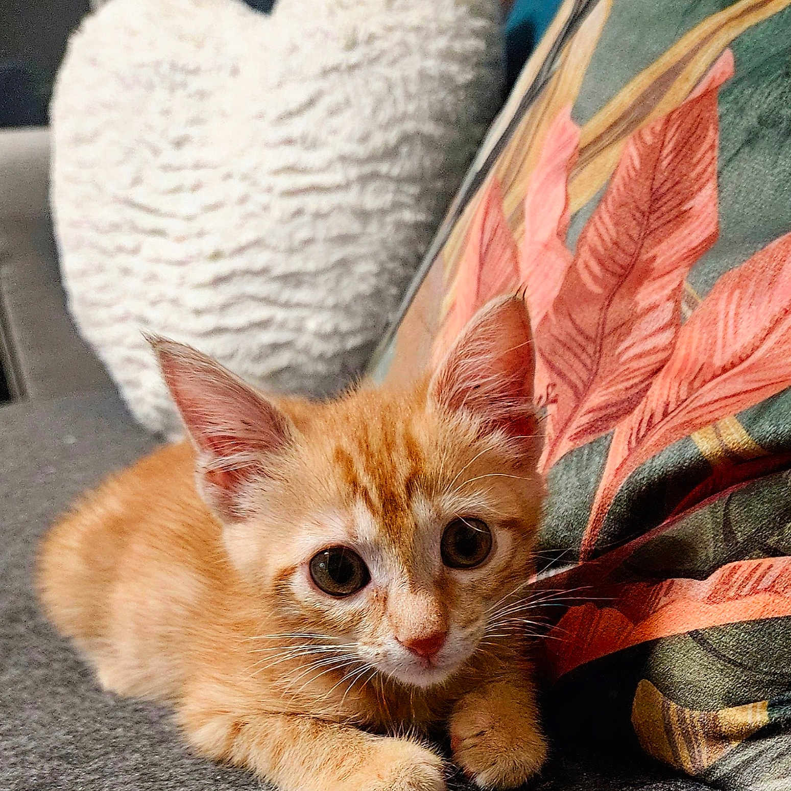Nala participe au concours pour gagner de l'argent avec cette photo : animal, cat, close_up, couch, cozy, curious, cute, decorative_pillow, ears, feline, fur, heart_shaped_pillow, indoor, kitten, orange_cat, pet, pillow, resting, whiskers, young_animal