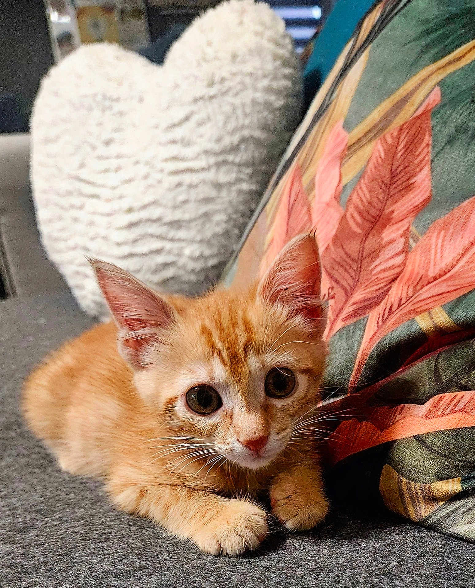 Nala participe au concours pour gagner de l'argent avec cette photo : kitten, cat, orange_cat, pet, cute, animal, feline, young_animal, indoor, couch, pillow, heart_shaped_pillow, decorative_pillow, cozy, resting, whiskers, ears, fur, close_up, curious