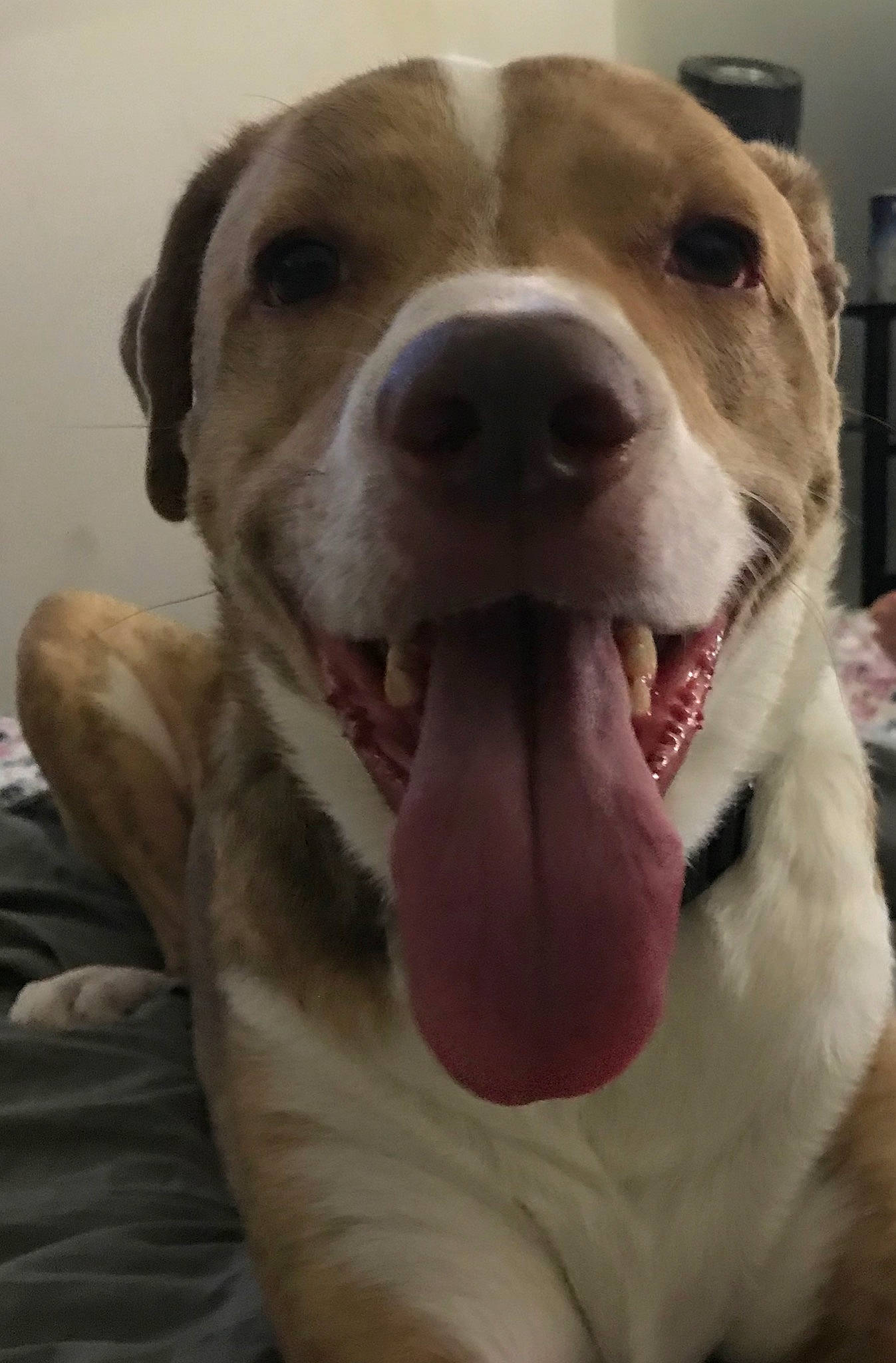 Dino joined the competition — help win amazing prizes! american_bulldog, american_pit_bull_terrier, canidae, carnivore, catahoula_bulldog, companion_dog, dog, dog_breed, dogo_argentino, facial_expression, fawn, labrador_retriever, mammal, mouth, non_sporting_group, nose, pit_bull, snout, sporting_group, vertebrate