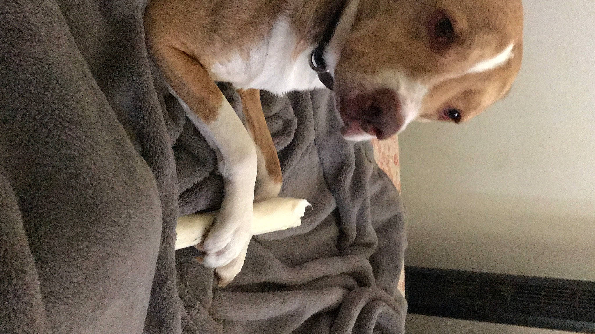 Dino is registered to the contest to win money with this photo: canidae, carnivore, dog, dog_breed, fawn, italian_greyhound, mammal, snout, sporting_group, weimaraner, whippet