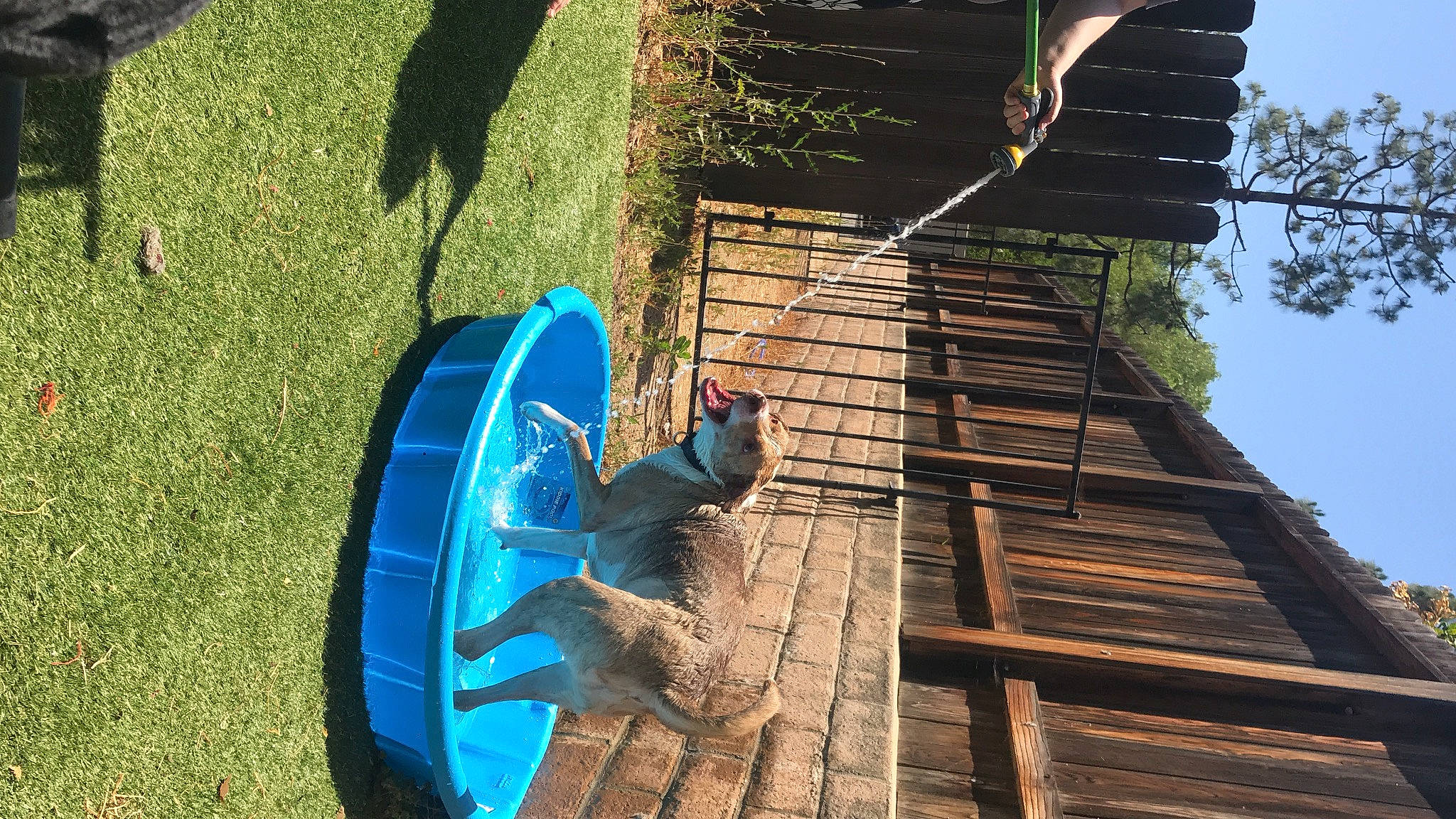 Dino is registered to the contest to win money with this photo: leisure, tree