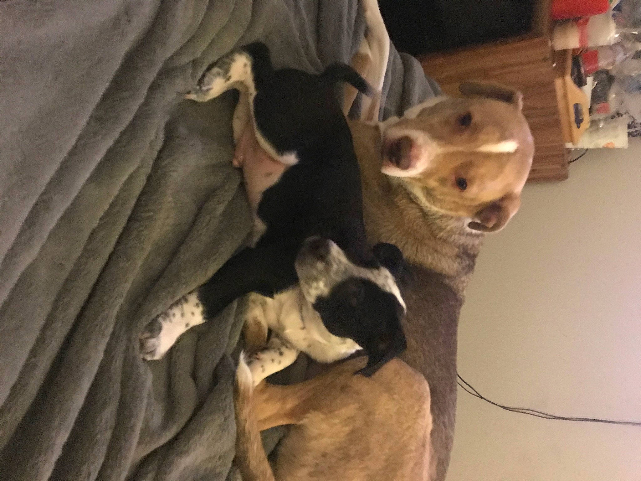 Dino is registered to the contest to win money with this photo: canidae, carnivore, dog, dog_breed, fawn, non_sporting_group, puppy