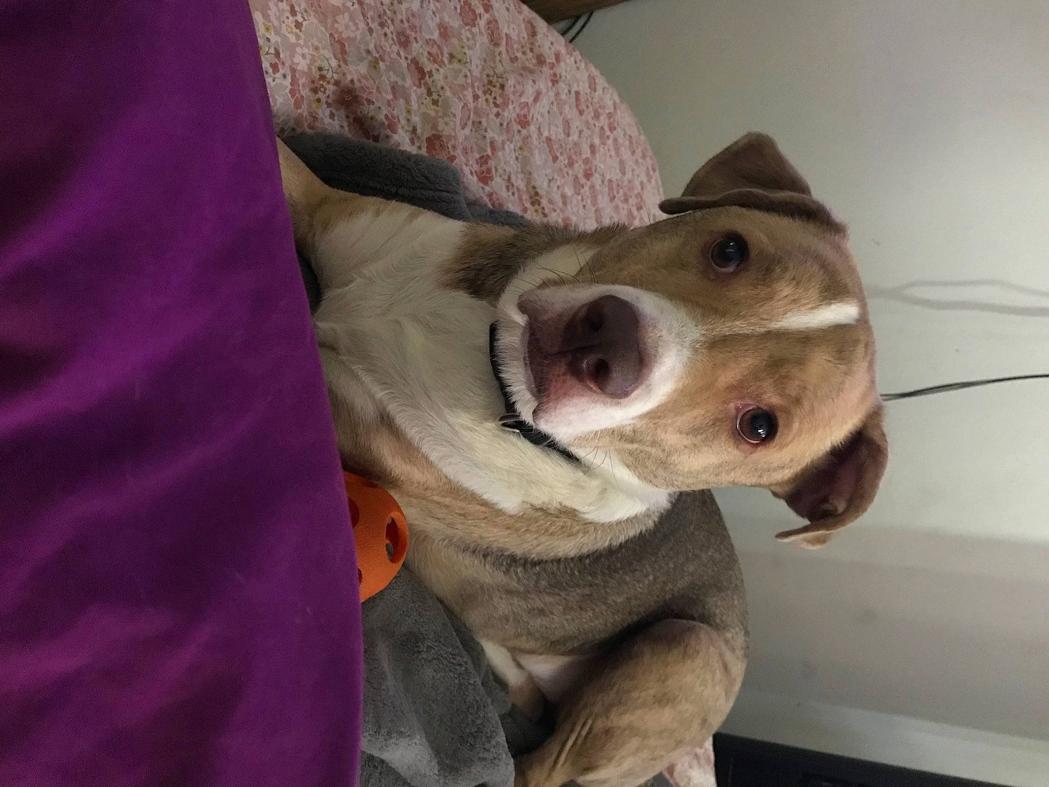 Dino joined the competition — help win amazing prizes! american_pit_bull_terrier, american_staffordshire_terrier, boston_terrier, canidae, carnivore, companion_dog, dog, dog_breed, ear, fawn, non_sporting_group, nose, pit_bull, puppy, snout