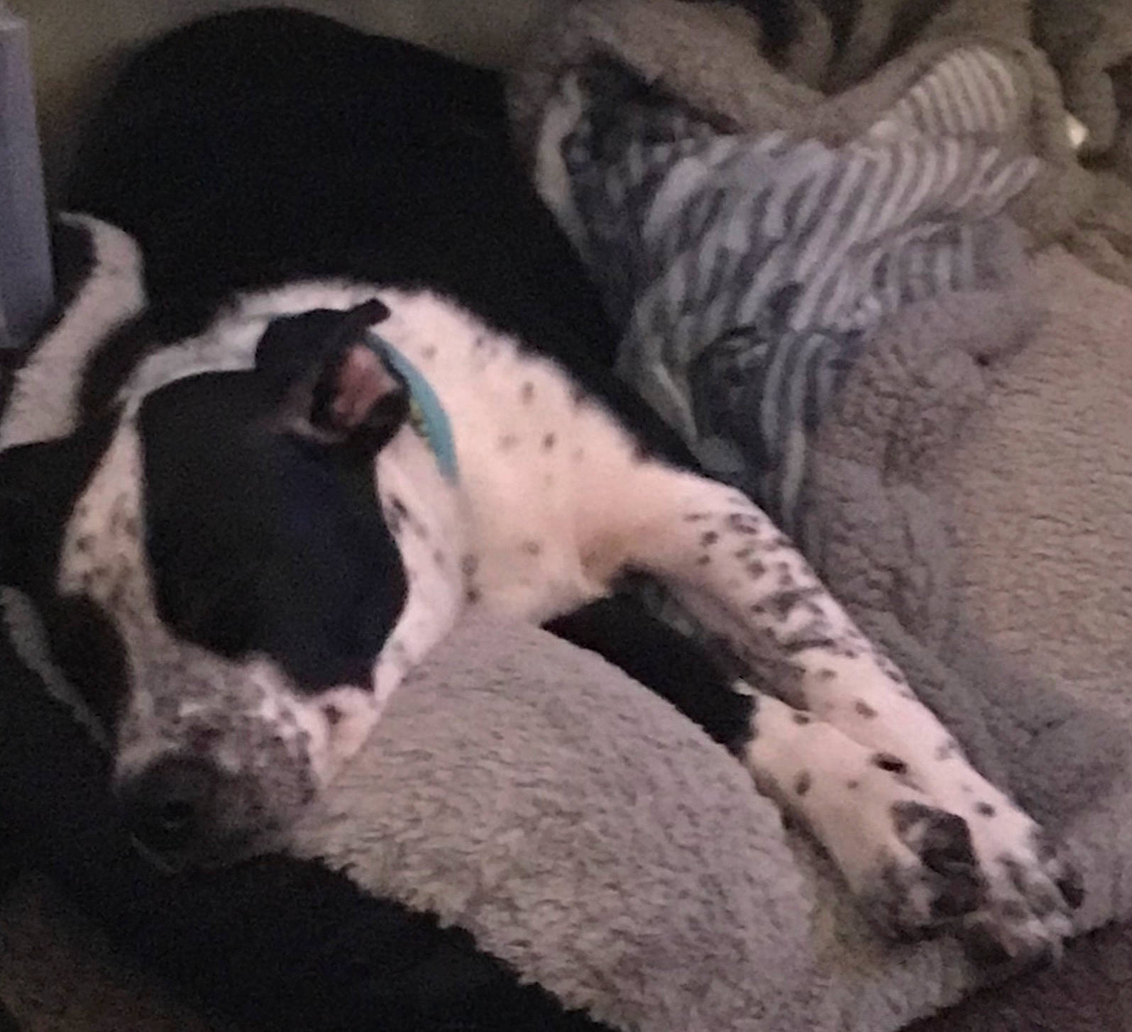 Tanniss is registered to the contest to win money with this photo: braque_dauvergne, canidae, carnivore, dog, dog_breed, french_bulldog, great_dane, mammal, nap, non_sporting_group, paw, pointer, puppy, puppy_love, sleep, sporting_group, tail